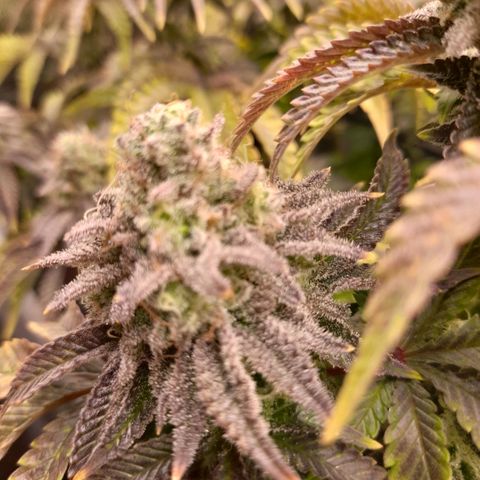 Gorilla Sherbet  growlog timeline photo