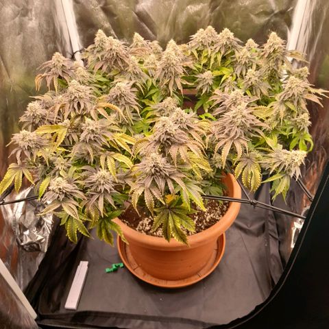 Gorilla Sherbet  growlog timeline photo