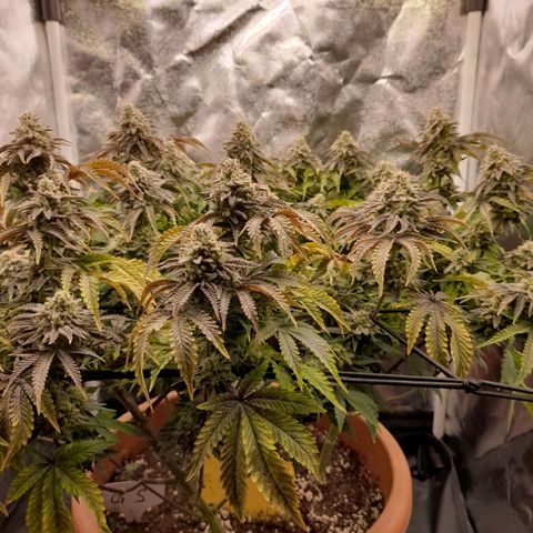 Gorilla Sherbet  growlog timeline photo