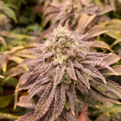 Gorilla Sherbet  growlog timeline photo