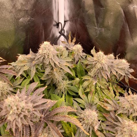 Gorilla Sherbet  growlog timeline photo