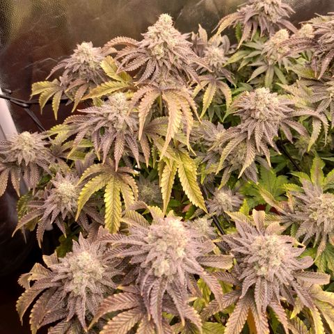 Gorilla Sherbet  growlog timeline photo