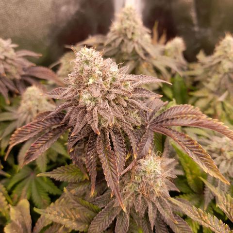 Gorilla Sherbet  growlog timeline photo