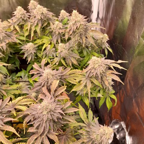 Gorilla Sherbet  growlog timeline photo