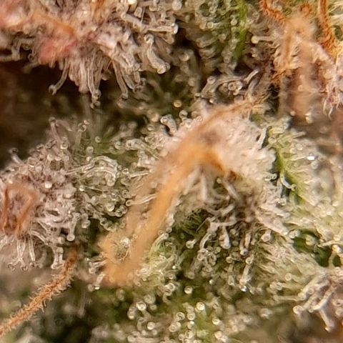 Gorilla Sherbet  growlog timeline photo