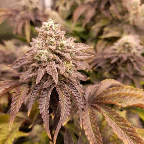 Gorilla Sherbet  growlog timeline photo