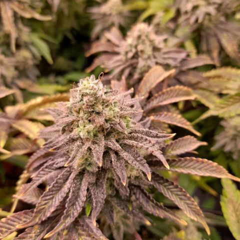 Gorilla Sherbet  growlog timeline photo