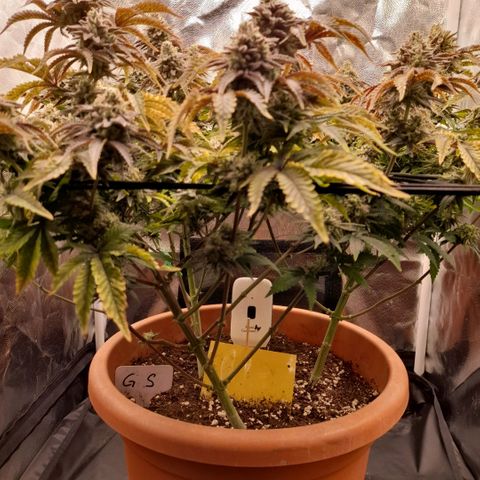 Gorilla Sherbet  growlog timeline photo