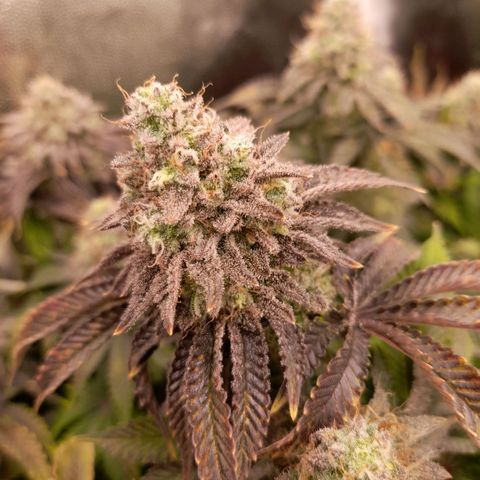 Gorilla Sherbet  growlog timeline photo