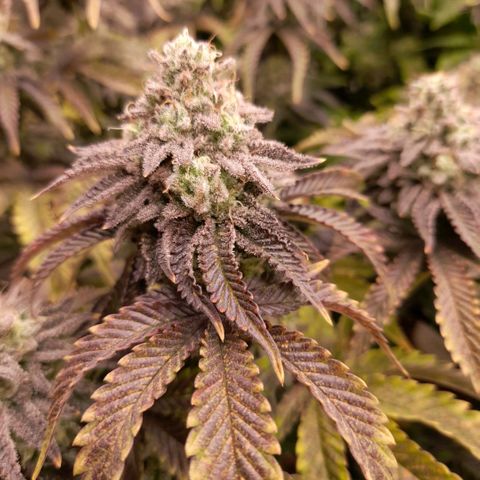 Gorilla Sherbet  growlog timeline photo