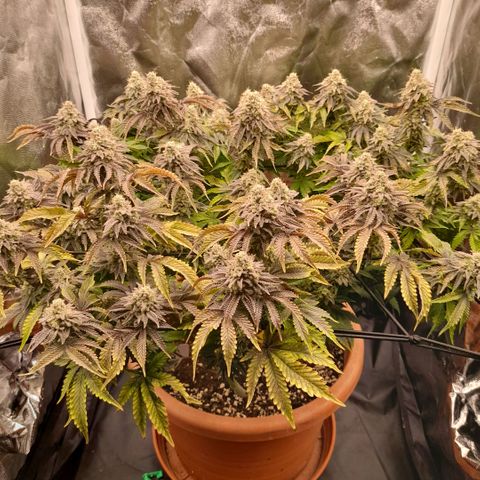 Gorilla Sherbet  growlog timeline photo