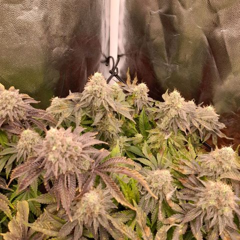 Gorilla Sherbet  growlog timeline photo