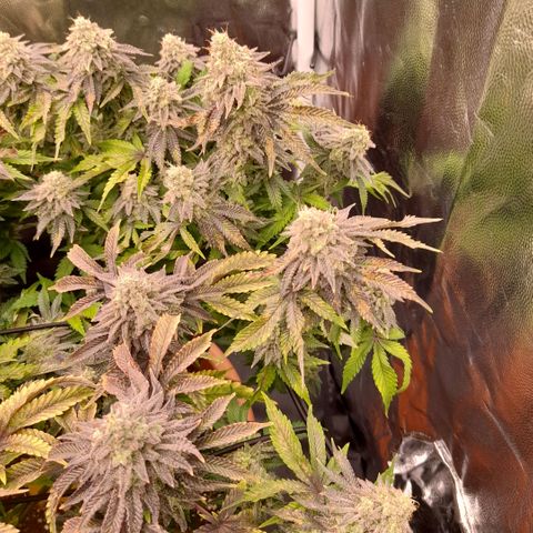 Gorilla Sherbet  growlog timeline photo