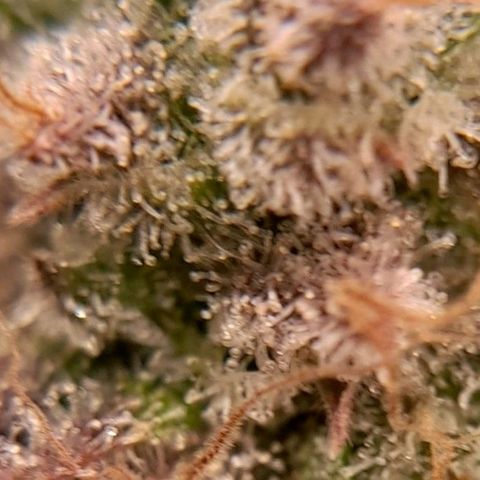 Gorilla Sherbet  growlog timeline photo