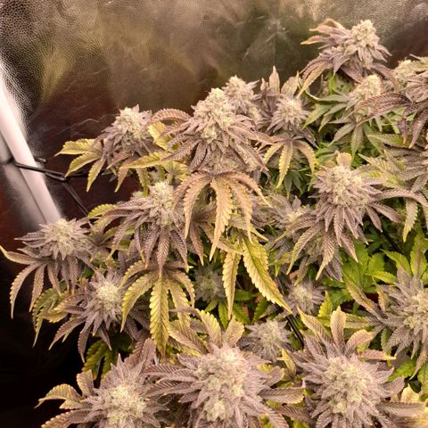 Gorilla Sherbet  growlog timeline photo