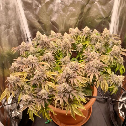 Gorilla Sherbet  growlog timeline photo