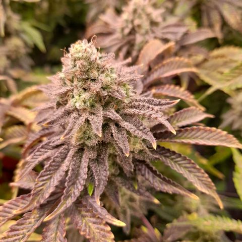 Gorilla Sherbet  growlog timeline photo