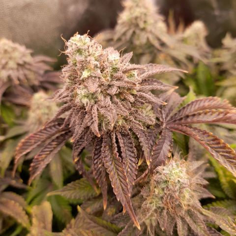 Gorilla Sherbet  growlog timeline photo