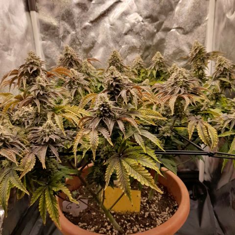 Gorilla Sherbet  growlog timeline photo