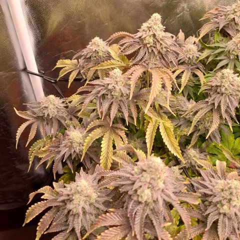 Gorilla Sherbet  growlog timeline photo