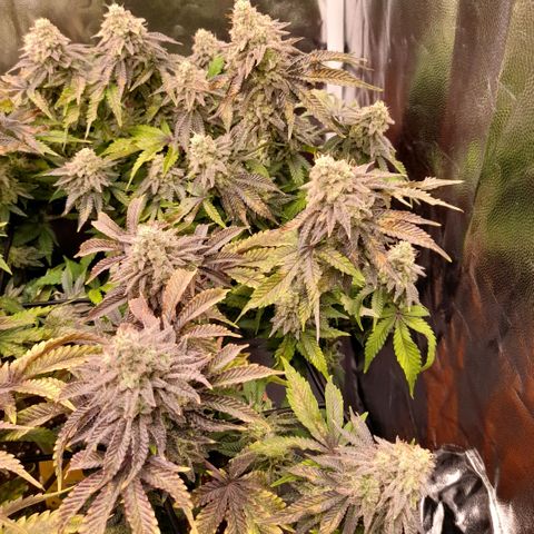 Gorilla Sherbet  growlog timeline photo