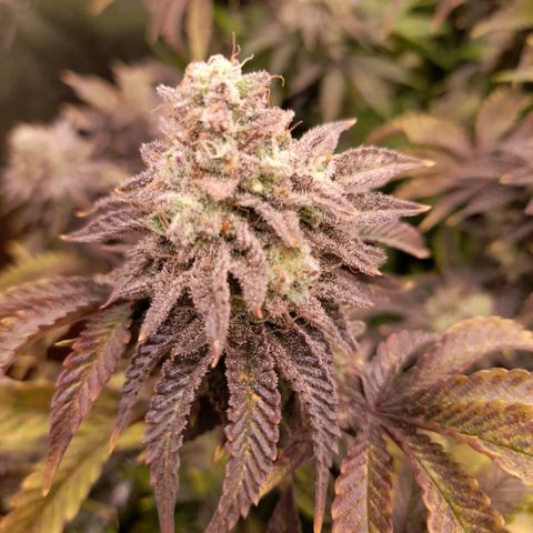 Gorilla Sherbet  growlog timeline photo
