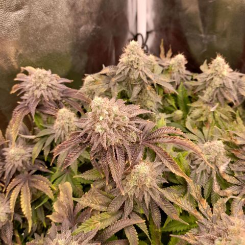 Gorilla Sherbet  growlog timeline photo