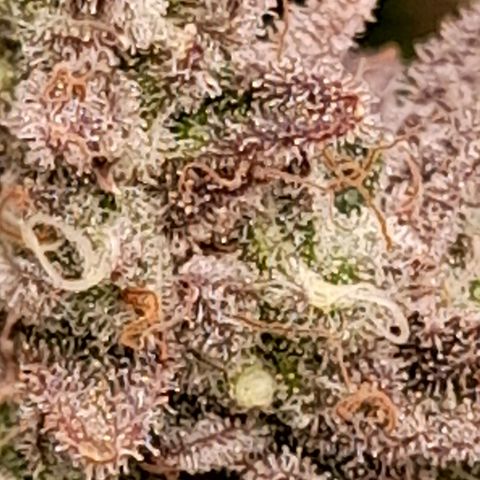 Gorilla Sherbet  growlog timeline photo