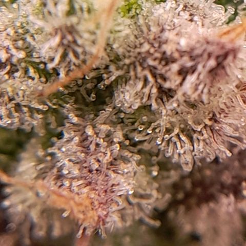 Gorilla Sherbet  growlog timeline photo