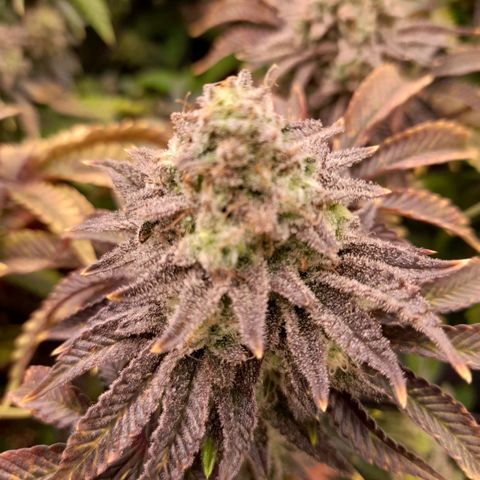 Gorilla Sherbet  growlog timeline photo