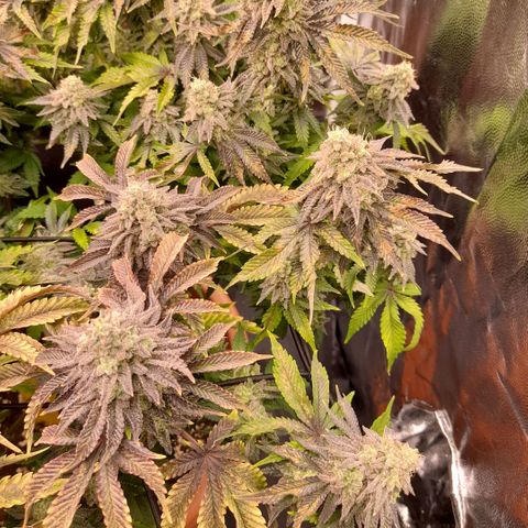 Gorilla Sherbet  growlog timeline photo