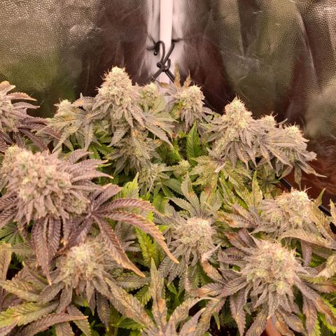 Gorilla Sherbet  growlog timeline photo