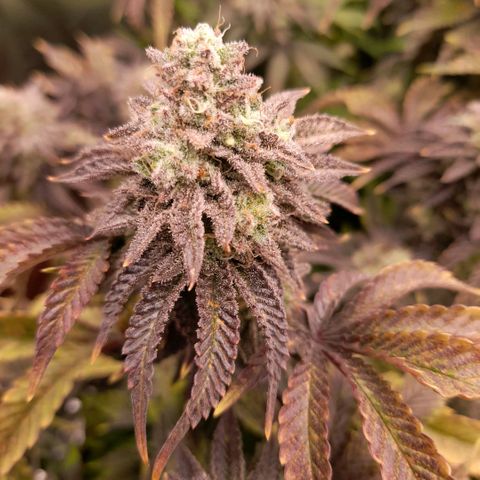 Gorilla Sherbet  growlog timeline photo