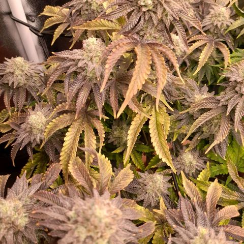 Gorilla Sherbet  growlog timeline photo