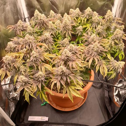 Gorilla Sherbet  growlog timeline photo