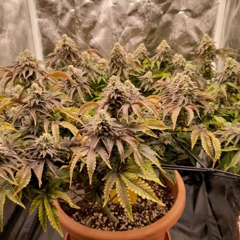 Gorilla Sherbet  growlog timeline photo