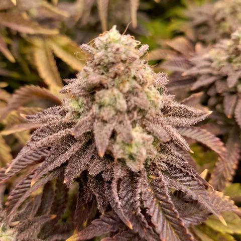 Gorilla Sherbet  growlog timeline photo