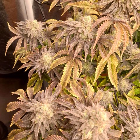 Gorilla Sherbet  growlog timeline photo