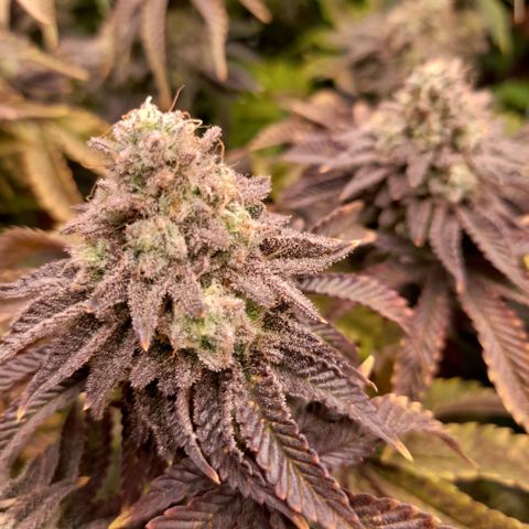 Gorilla Sherbet  growlog timeline photo