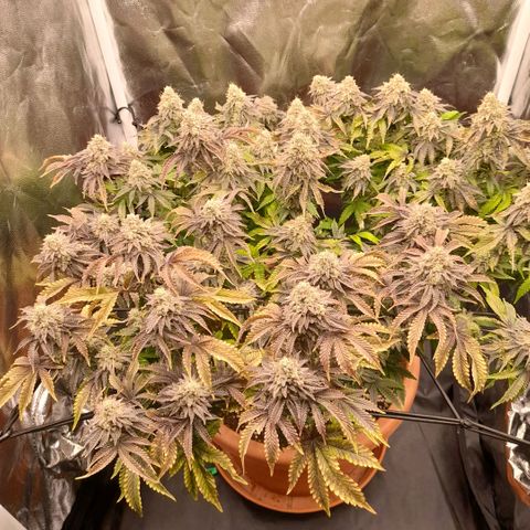 Gorilla Sherbet  growlog timeline photo