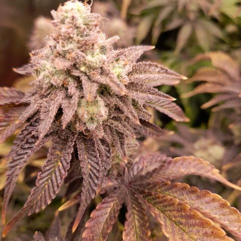 Gorilla Sherbet  growlog timeline photo