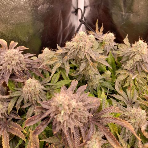 Gorilla Sherbet  growlog timeline photo