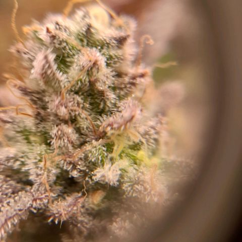 Gorilla Sherbet  growlog timeline photo