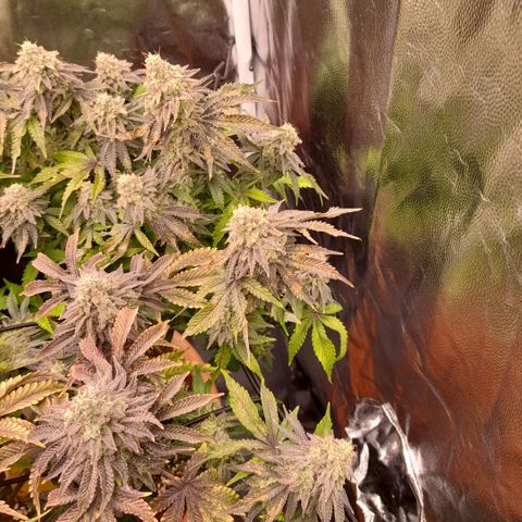 Gorilla Sherbet  growlog timeline photo