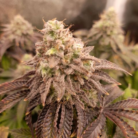 Gorilla Sherbet  growlog timeline photo