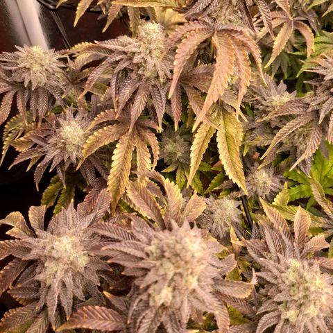 Gorilla Sherbet  growlog timeline photo