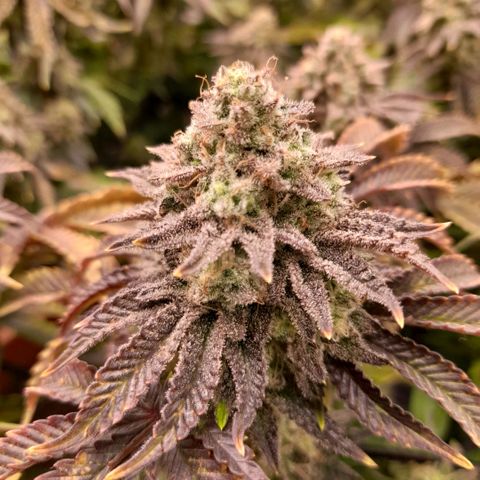 Gorilla Sherbet  growlog timeline photo