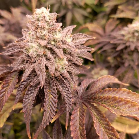 Gorilla Sherbet  growlog timeline photo