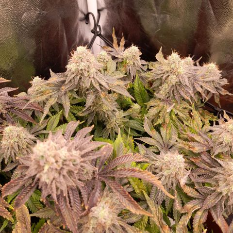 Gorilla Sherbet  growlog timeline photo