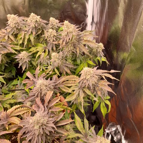 Gorilla Sherbet  growlog timeline photo